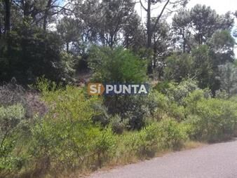 https://web5.gallito.com.uy/terreno-en-punta-ballena-club-del-lago-inmuebles-27607969