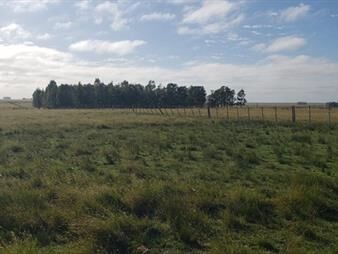 https://web5.gallito.com.uy/excelente-establecimiento-rural-completo-natural-inmuebles-27836244
