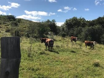 https://web5.gallito.com.uy/campo-cerca-de-aigua-inmuebles-27874946