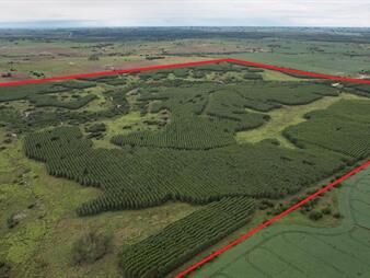 https://www.gallito.com.uy/campo-forestal-colonia-150-hectareas-inmuebles-27156094