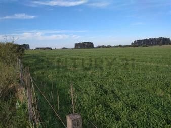 https://web5.gallito.com.uy/venta-campo-en-lavalleja-de-26-5-hectareas-ruta-12-km306-inmuebles-27898826