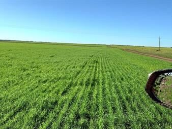 https://web5.gallito.com.uy/campo-agricola-ganadero-en-venta-–-tomas-gomensoro-artigas-inmuebles-27899764