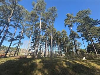 https://web5.gallito.com.uy/terreno-de-2000m2-en-venta-en-chacras-del-pinar-inmuebles-27936626