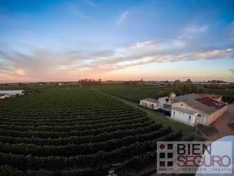 https://www.gallito.com.uy/chacra-de-11-has-con-bodega-y-viñedos-en-venta-proximo-a-inmuebles-25917728