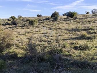 https://web5.gallito.com.uy/campo-5-has-en-paso-dutra-inmuebles-27946085