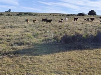 https://web5.gallito.com.uy/campo-cerca-ruta-39-en-paso-dutra-inmuebles-26266261