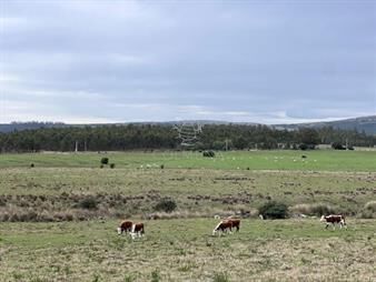 https://web5.gallito.com.uy/campo-de-22-has-6862-m2-cerca-de-punta-del-este-inmuebles-25155165