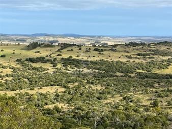 https://web5.gallito.com.uy/campo-95-has-cerca-de-pueblo-eden-con-excelentes-inmuebles-23926962