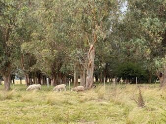 https://web5.gallito.com.uy/campo-ganadero-y-turistico-en-rocha-inmuebles-28039474
