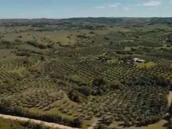 https://web5.gallito.com.uy/campo-de-43-hectareas-con-plantacion-de-olivos-de-inmuebles-28077062
