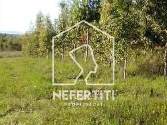 https://web5.gallito.com.uy/venta-chacra-en-zona-piedra-de-afilar-inmuebles-28081756
