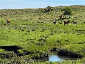 https://web5.gallito.com.uy/venta-de-campo-ganadero-–-694-has-en-rio-negro-inmuebles-28098469