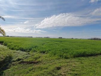 https://web5.gallito.com.uy/espectacular-campo-90-has-agricolas-en-paysandu-inmuebles-28098470