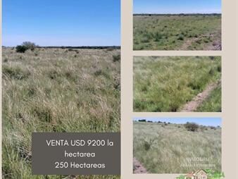https://web5.gallito.com.uy/venta-de-campo-de-250-hectareas-en-canelones-inmuebles-28153155