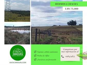 https://web5.gallito.com.uy/venta-chacra-de-3-has-inmuebles-28169262