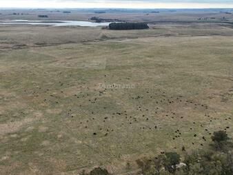 https://web5.gallito.com.uy/estancia-ganadera-agricola-1700-ha-en-treinta-y-tres-inmuebles-28293330