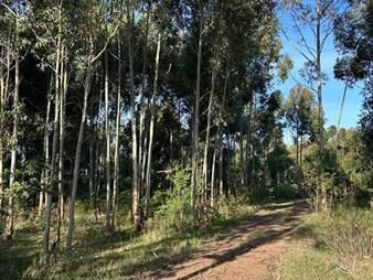 https://web5.gallito.com.uy/venta-de-chacra-en-la-floresta-inmuebles-28296717